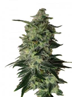 Sublimator - картинка 1