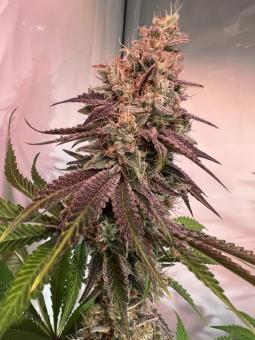 HighCloudZ - картинка 2