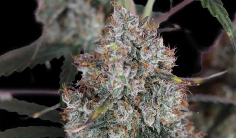 West Coast OG x Gelato Auto 41 - картинка 4