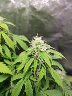Auto Mazar genetics - картинка 4