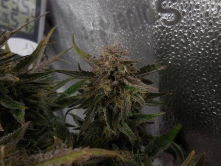 Ztrawberriez Auto - картинка 4