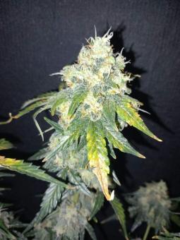 Auto Purple OG Punch - картинка 2