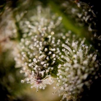 Candy Breath - картинка 3