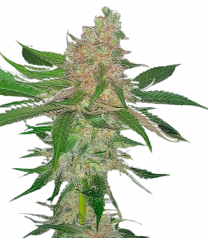 Nori Cake - картинка 1