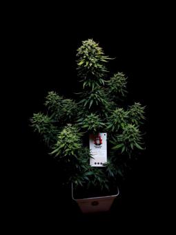 Doctor's Choice #1 Auto - картинка 4