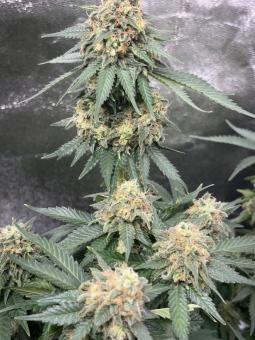 GH Cheese - картинка 6