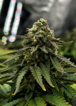 Super Critical - картинка 4