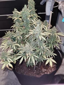 Cream Caramel F1 Fast Version - картинка 2