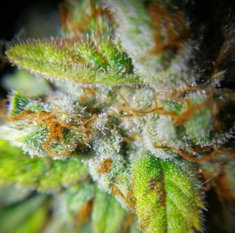 Sour Tangie Dawg - картинка 7