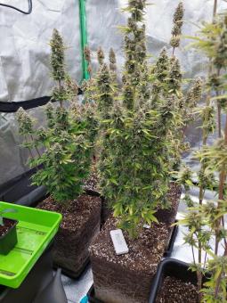 Blueberry Auto - картинка 3