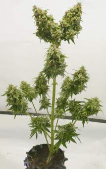 Medikit Auto - картинка 1