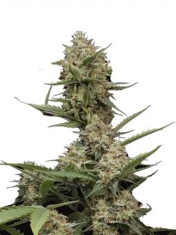 American Cookies - картинка 1