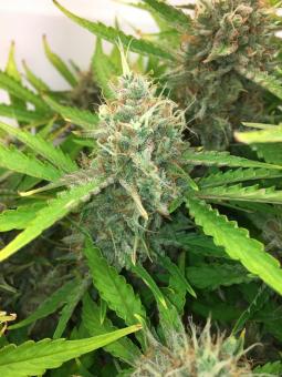 La Bella Afrodita Auto - картинка 2