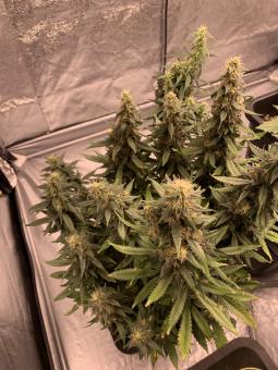 Critical Plus - картинка 1