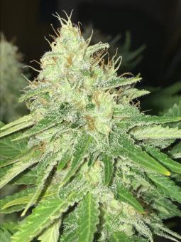 American Pie - картинка 2