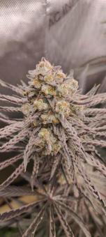 Buddha Gelato - картинка 2