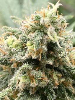 Ramses - картинка 2