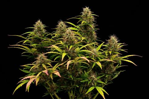 Black Rainbow Auto - картинка 6