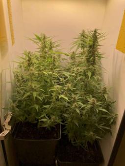 Double Dutch reg - картинка 7