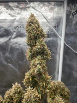 Auto Anesthesia - картинка 8