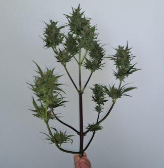 Pineapple Slush XL Auto - картинка 1