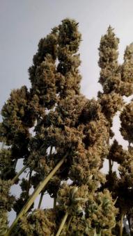 Dark Phoenix - картинка 8