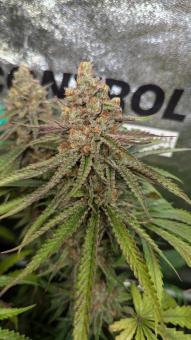 Sagrada Amnesia - картинка 6