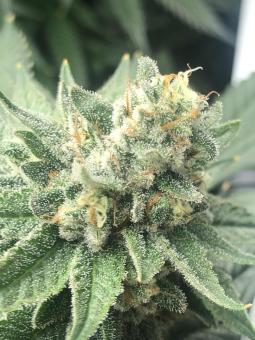 Auto White Widow - картинка 4