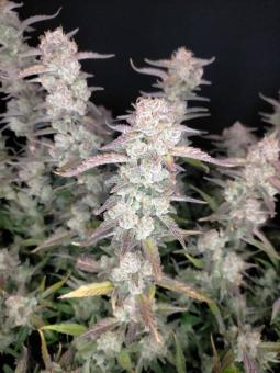 Kosher Cake Auto - картинка 4