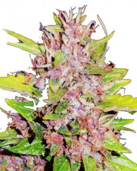 Blueberry Haze genetics fem - картинка 4