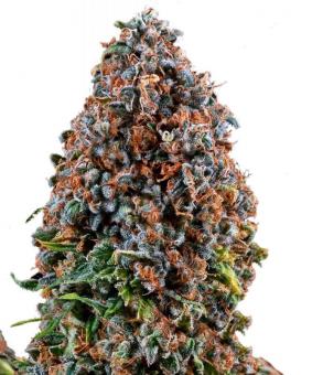 Critical Kush - картинка 1