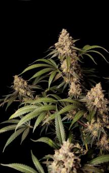 Fullgas - картинка 1