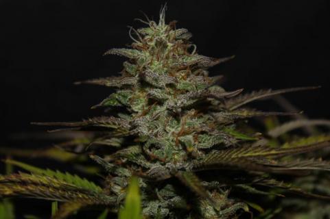 Cheese Auto - картинка 3