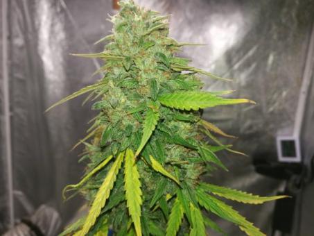 Creamy Kees - картинка 5