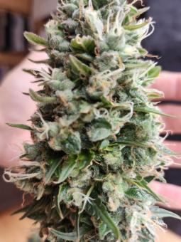 Auto Oh My Gusher - картинка 3