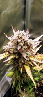 Red Mimosa XL Auto - картинка 2