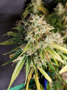 Buddha White Dwarf Auto - картинка 6