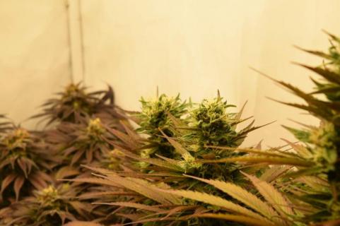 Californian Orange - картинка 4