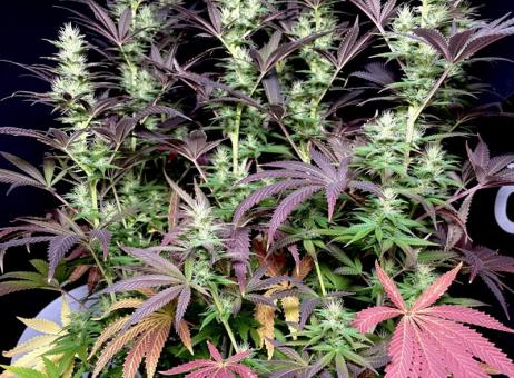 Black Lebanon - картинка 6