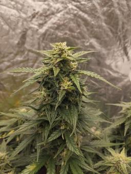 Lemon Cherry Cookies Auto - картинка 6