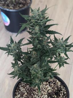 Lemon AK Auto - картинка 3