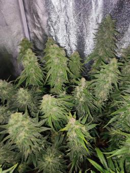 White Haze genetics - картинка 2