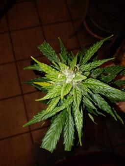 Pandora Auto - картинка 5