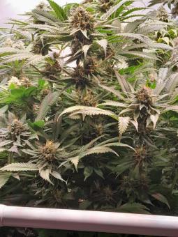 Lava Freeze - картинка 3