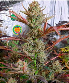 Kalashnikova - картинка 5