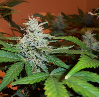 Lowryder autofem (IBL) - картинка 3