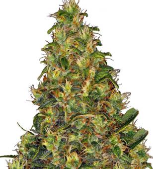 Amnesia Haze Auto - картинка 1