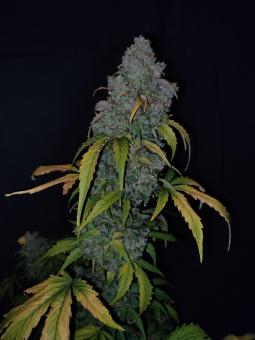 CBD Auto 20:1 - картинка 5