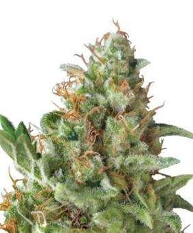 Auto American Pie - картинка 1