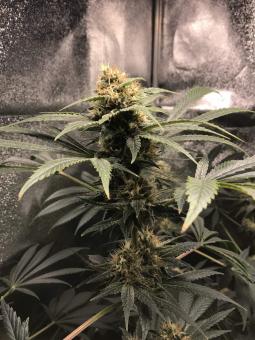 Ice Auto - картинка 4